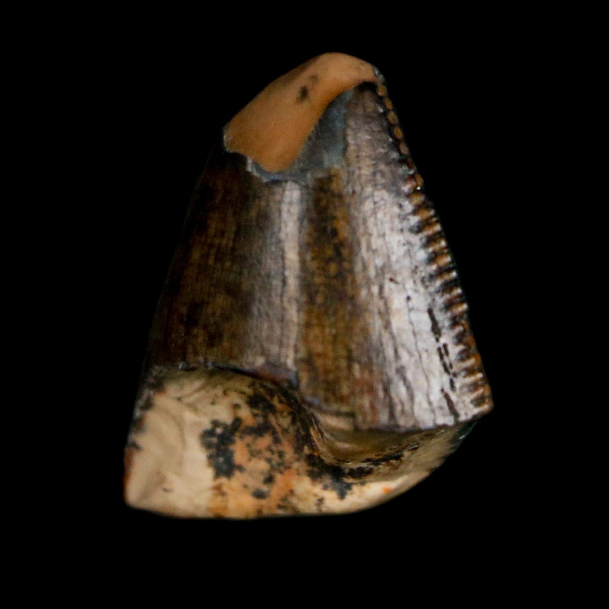0.5" Tyrannosaurus Rex Fossil Tooth Tip Lance Creek Cretaceous Dinosaur WY COA