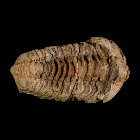 3.2" Flexicalymene Trilobite Fossil Ordovician Age Tazzarine Region Morocco COA