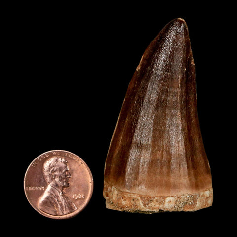 XL 2.2" Mosasaur Prognathodon Fossil Tooth Cretaceous Dinosaur Era COA & Stand