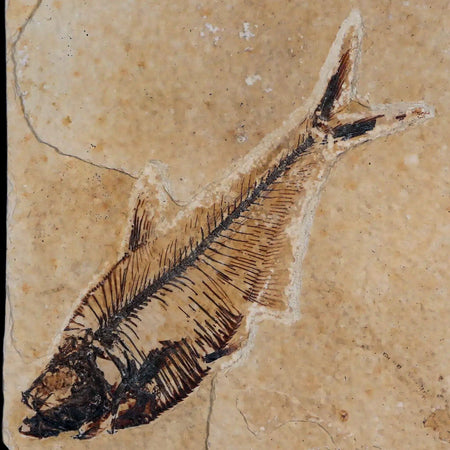 3.8" Diplomystus Dentatus Fossil Fish Green River FM WY Eocene Age COA, Stand