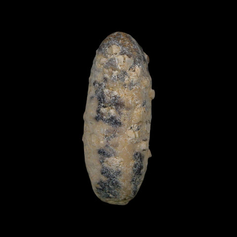 1.9" Fossil Pine Cone Equicalastrobus Replaced By Agate Eocene Age Seeds Fruit