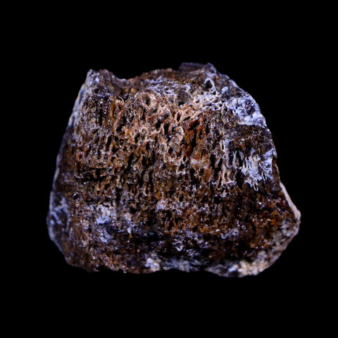 1.2" Centrosaurus Fossil Bone Judith River FM Montana Cretaceous Dinosaur COA - Fossil Age Minerals