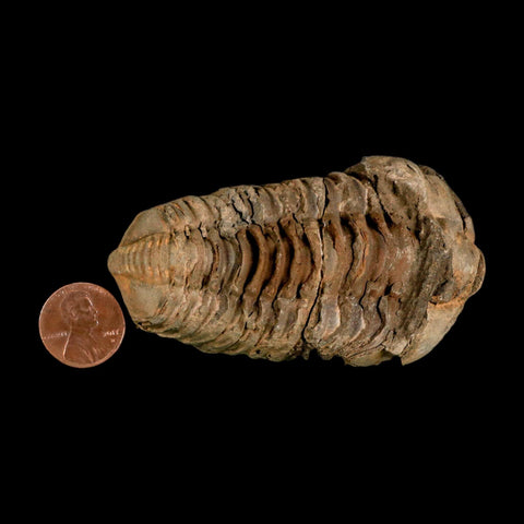 3.2" Flexicalymene Trilobite Fossil Ordovician Age Tazzarine Region Morocco COA - Fossil Age Minerals