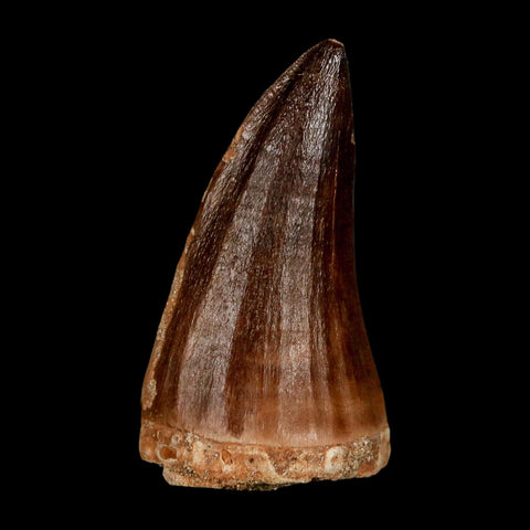 XL 2.2" Mosasaur Prognathodon Fossil Tooth Cretaceous Dinosaur Era COA & Stand