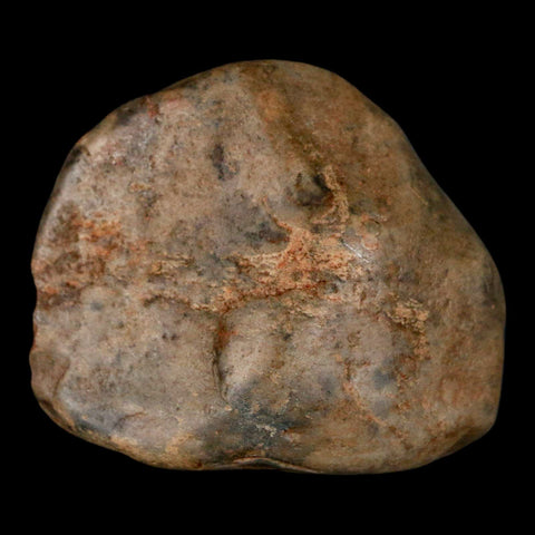 1.6" Sauropod Dinosaur Stomach Stone Gastrolith Rock Gizzard Stone COA - Fossil Age Minerals
