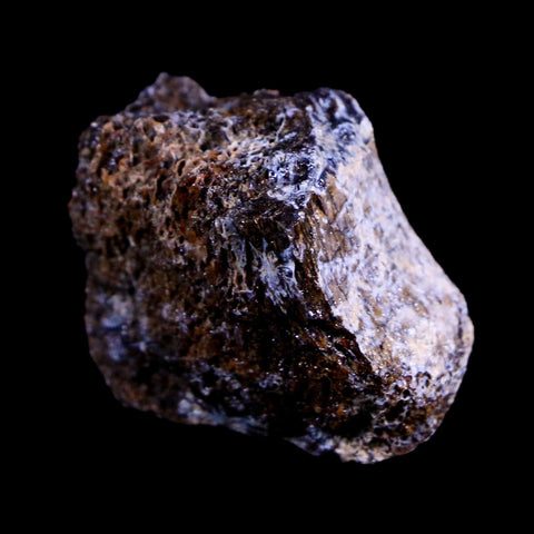 1.2" Centrosaurus Fossil Bone Judith River FM Montana Cretaceous Dinosaur COA - Fossil Age Minerals