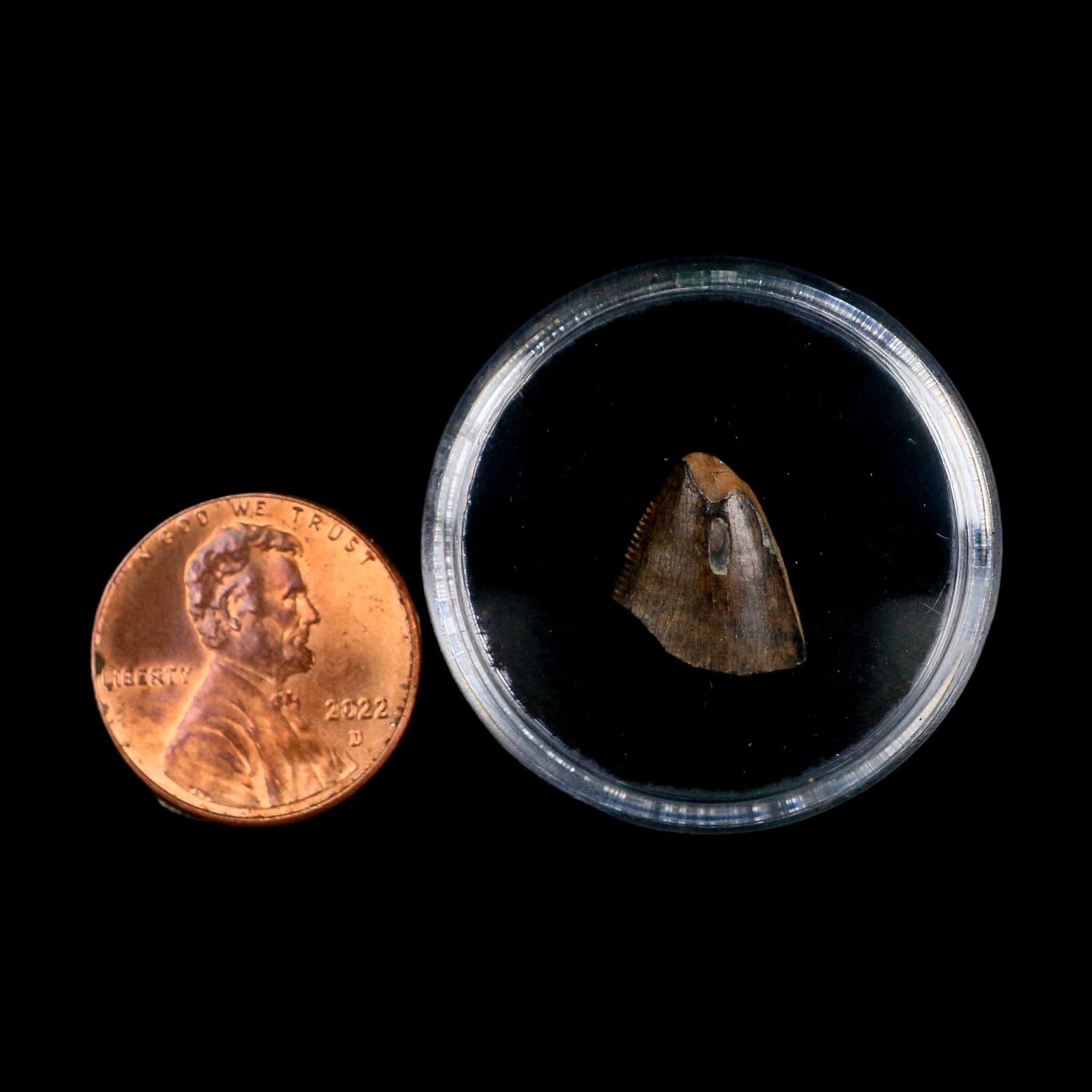 0.5" Tyrannosaurus Rex Fossil Tooth Tip Lance Creek Cretaceous Dinosaur WY COA