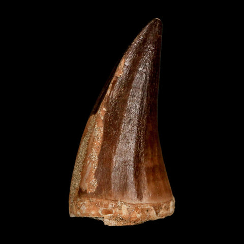 XL 2.2" Mosasaur Prognathodon Fossil Tooth Cretaceous Dinosaur Era COA & Stand