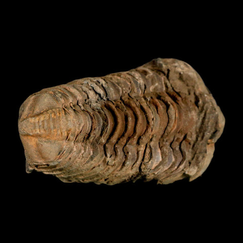 3.2" Flexicalymene Trilobite Fossil Ordovician Age Tazzarine Region Morocco COA - Fossil Age Minerals