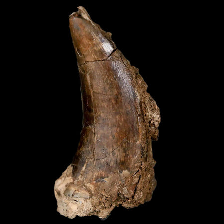 1.8" Tyrannosaur Serrated Fossil Tooth Cretaceous Dinosaur Judith River FM MT COA