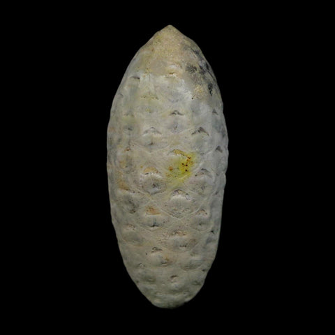 1.7" Fossil Pine Cone Equicalastrobus Replaced By Agate Eocene Age Seeds Fruit