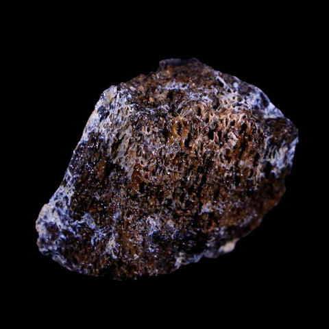 1.2" Centrosaurus Fossil Bone Judith River FM Montana Cretaceous Dinosaur COA - Fossil Age Minerals