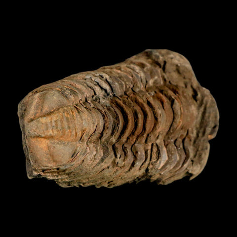 3.2" Flexicalymene Trilobite Fossil Ordovician Age Tazzarine Region Morocco COA - Fossil Age Minerals