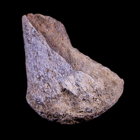 2" Corythosaurus Fossil Limb Bone Judith River Cretaceous Dinosaur Montana COA