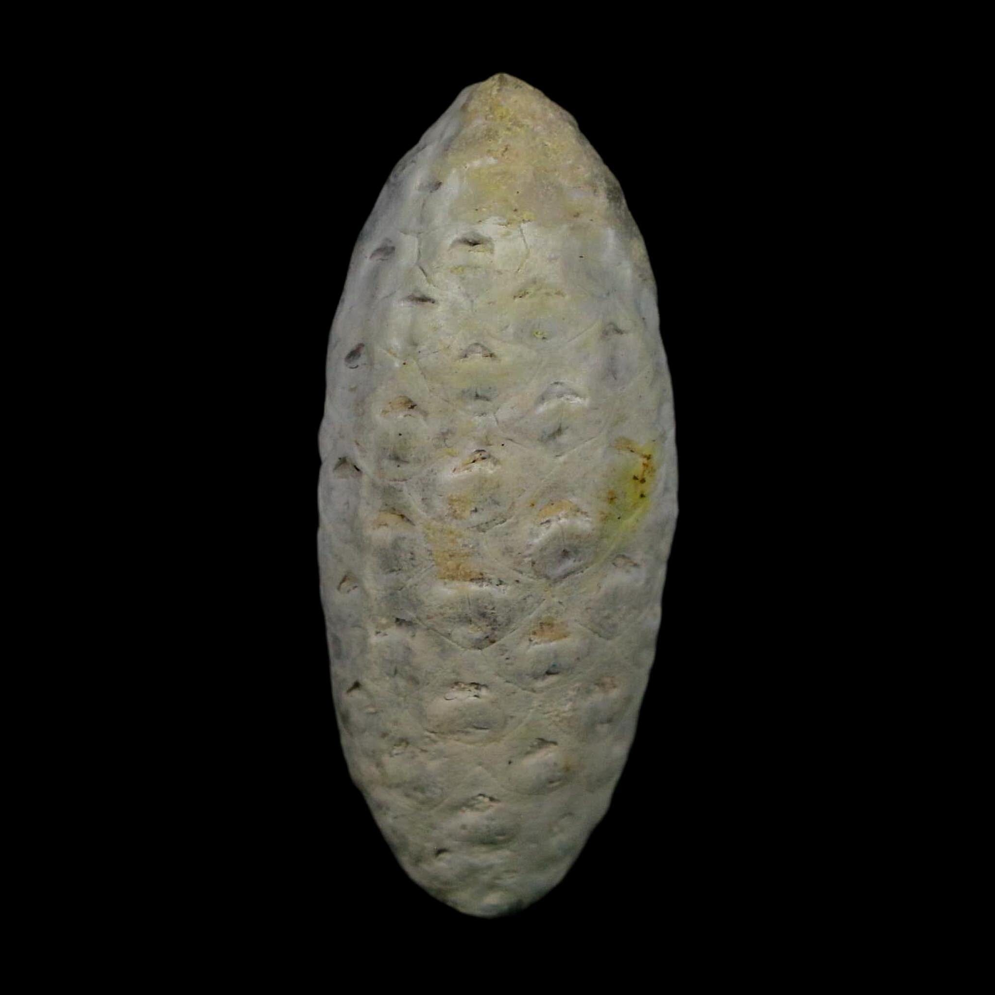 1.7" Fossil Pine Cone Equicalastrobus Replaced By Agate Eocene Age Seeds Fruit - Fossil Age Minerals