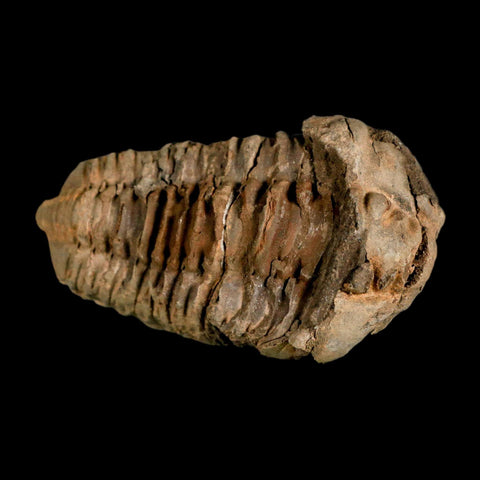 3.2" Flexicalymene Trilobite Fossil Ordovician Age Tazzarine Region Morocco COA - Fossil Age Minerals