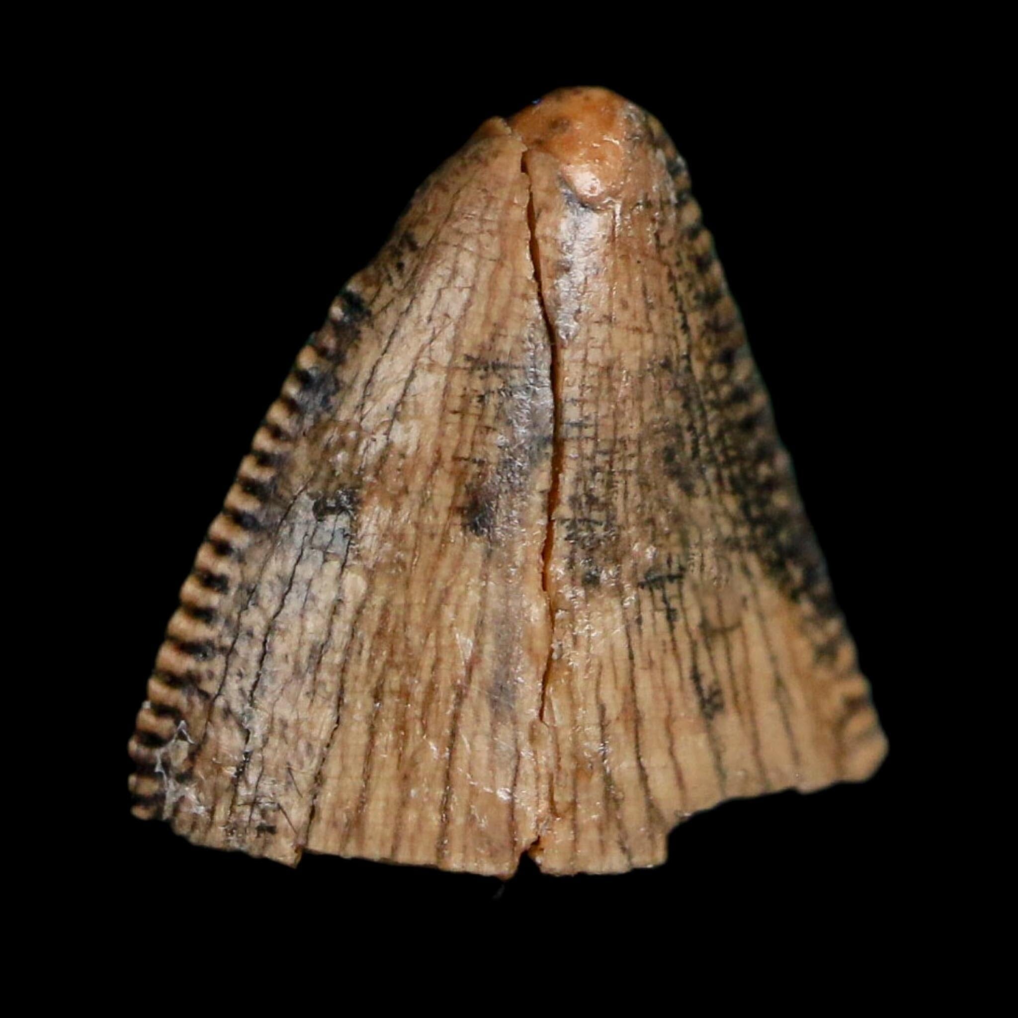 0.4" Tyrannosaurus Rex Fossil Tooth Tip Lance Creek Cretaceous Dinosaur WY COA
