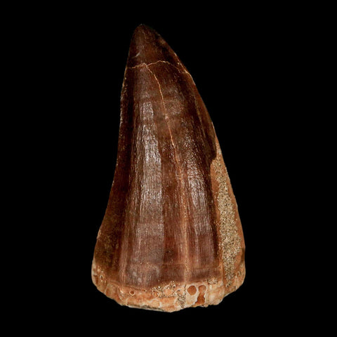 XL 2.2" Mosasaur Prognathodon Fossil Tooth Cretaceous Dinosaur Era COA & Stand