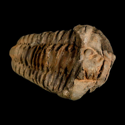 3.2" Flexicalymene Trilobite Fossil Ordovician Age Tazzarine Region Morocco COA - Fossil Age Minerals