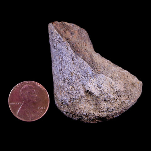 2" Corythosaurus Fossil Limb Bone Judith River Cretaceous Dinosaur Montana COA - Fossil Age Minerals