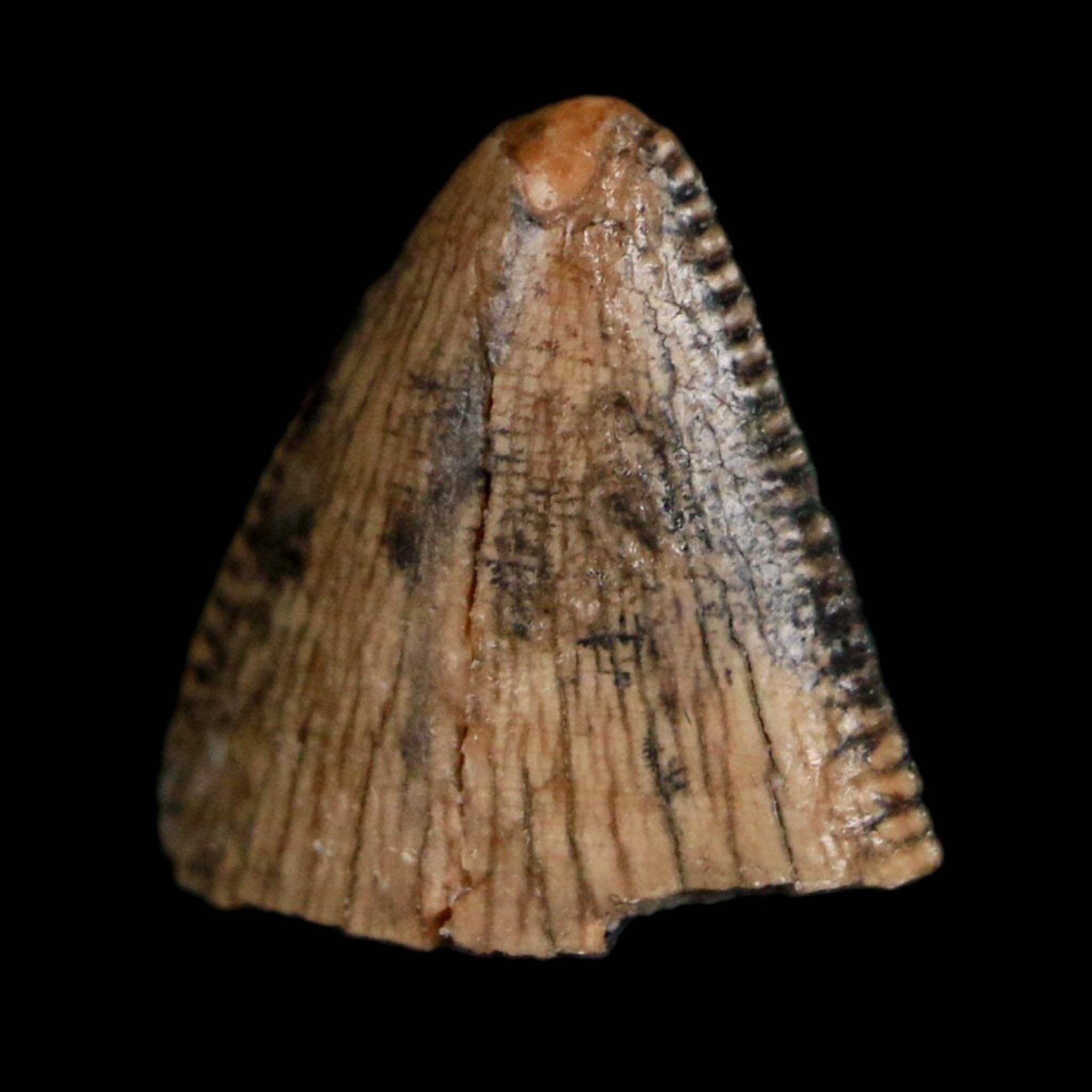 0.4" Tyrannosaurus Rex Fossil Tooth Tip Lance Creek Cretaceous Dinosaur WY COA