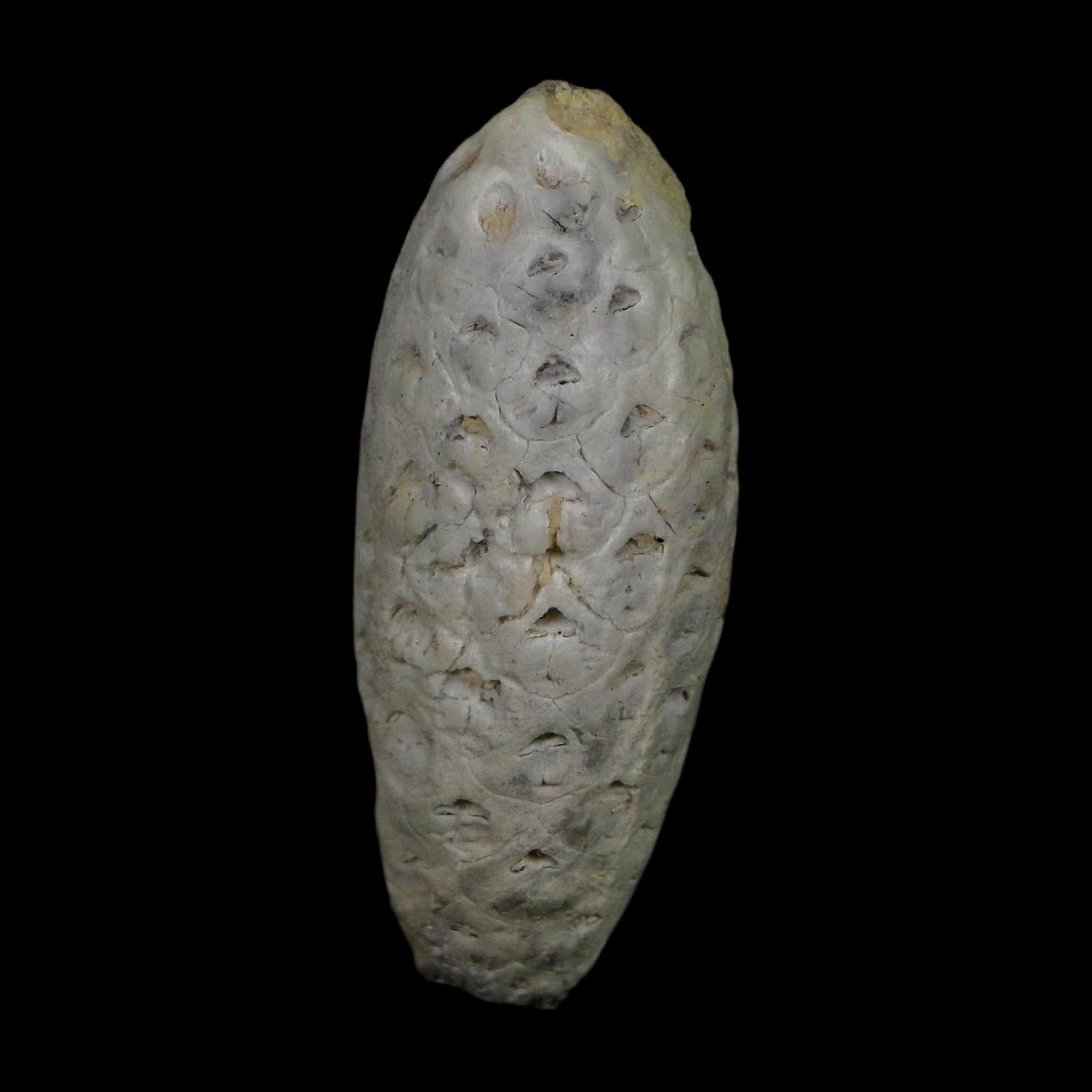 1.7" Fossil Pine Cone Equicalastrobus Replaced By Agate Eocene Age Seeds Fruit - Fossil Age Minerals