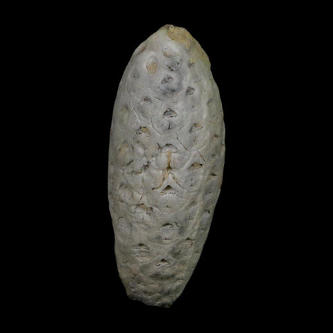1.7" Fossil Pine Cone Equicalastrobus Replaced By Agate Eocene Age Seeds Fruit