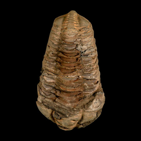 3.2" Flexicalymene Trilobite Fossil Ordovician Age Tazzarine Region Morocco COA