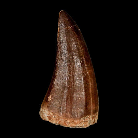 XL 2.2" Mosasaur Prognathodon Fossil Tooth Cretaceous Dinosaur Era COA & Stand