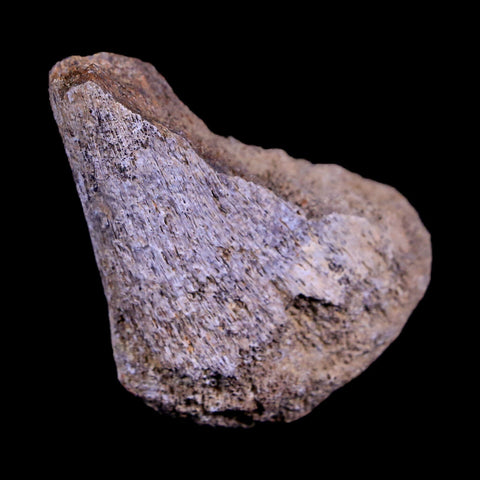 2" Corythosaurus Fossil Limb Bone Judith River Cretaceous Dinosaur Montana COA - Fossil Age Minerals