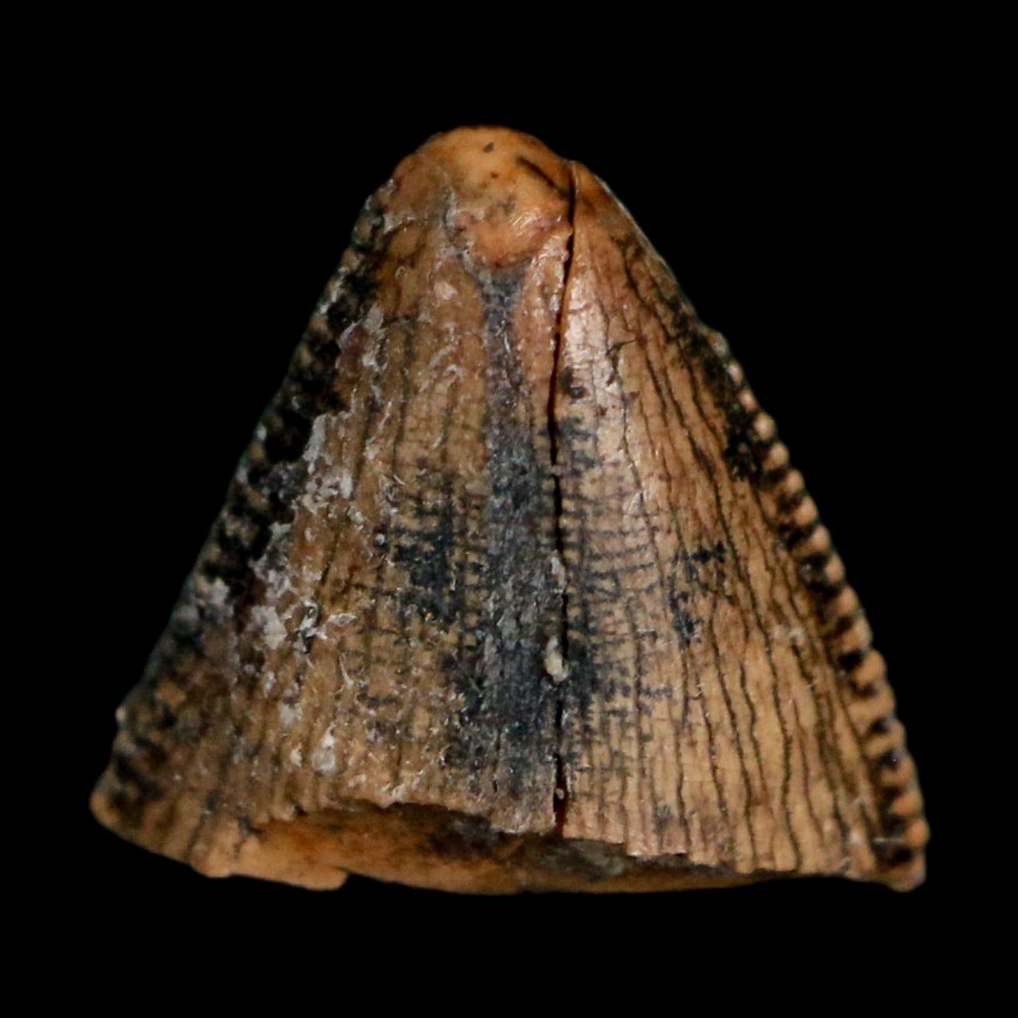 0.4" Tyrannosaurus Rex Fossil Tooth Tip Lance Creek Cretaceous Dinosaur WY COA