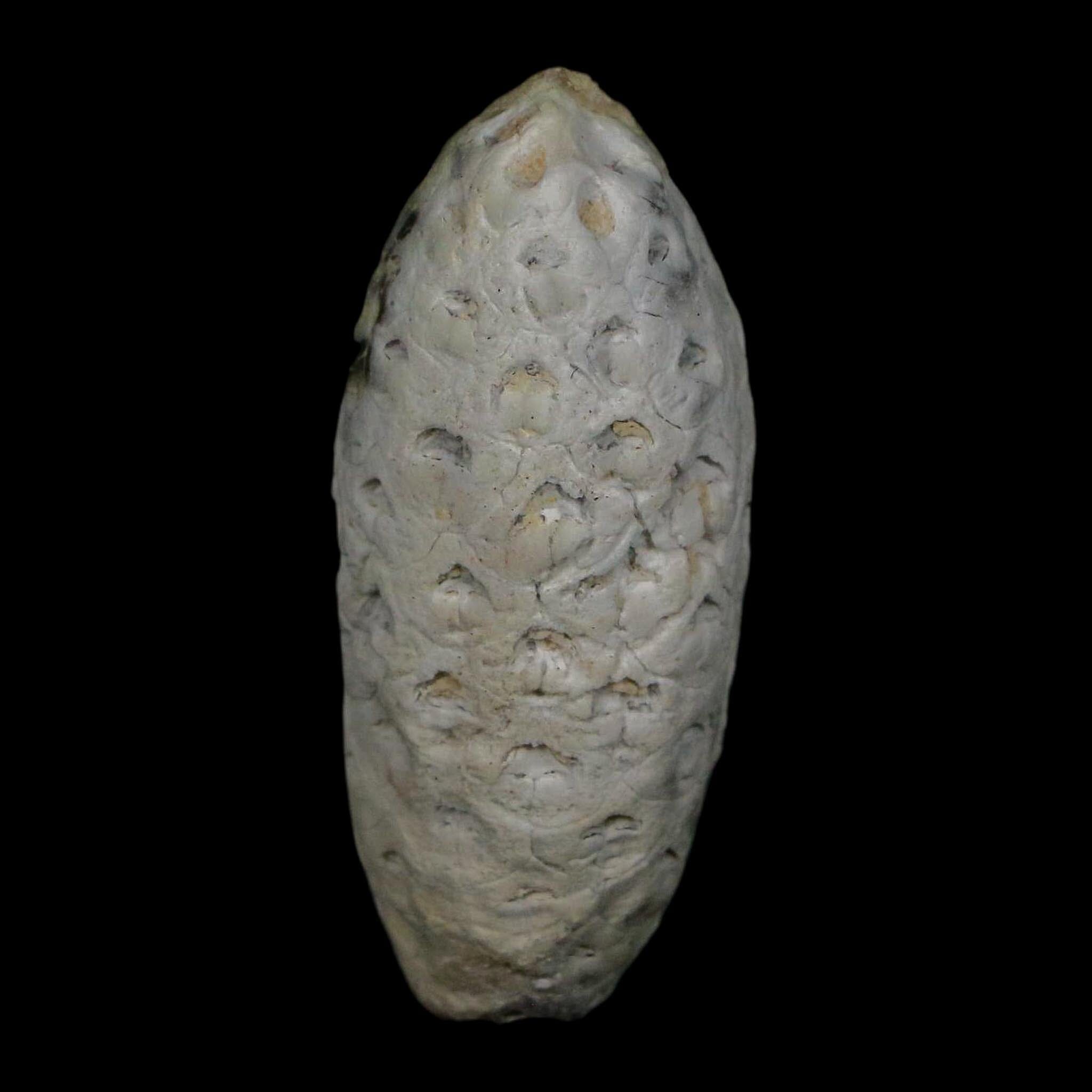 1.7" Fossil Pine Cone Equicalastrobus Replaced By Agate Eocene Age Seeds Fruit - Fossil Age Minerals