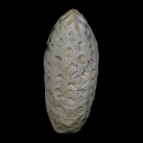1.7" Fossil Pine Cone Equicalastrobus Replaced By Agate Eocene Age Seeds Fruit