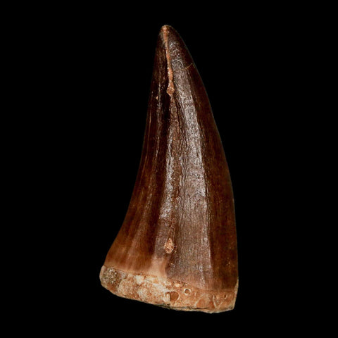 XL 2.2" Mosasaur Prognathodon Fossil Tooth Cretaceous Dinosaur Era COA & Stand