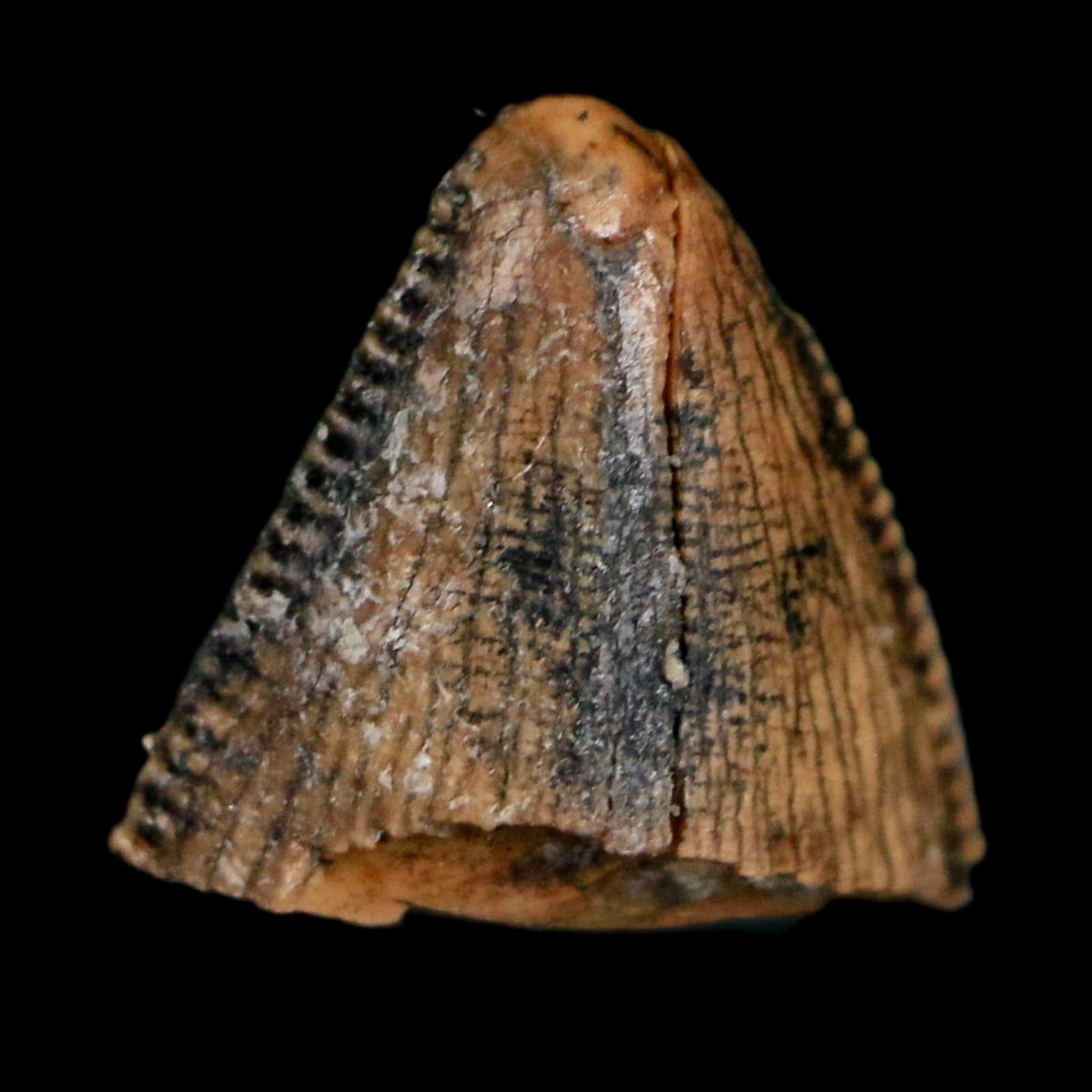 0.4" Tyrannosaurus Rex Fossil Tooth Tip Lance Creek Cretaceous Dinosaur WY COA