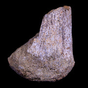 2" Corythosaurus Fossil Limb Bone Judith River Cretaceous Dinosaur Montana COA