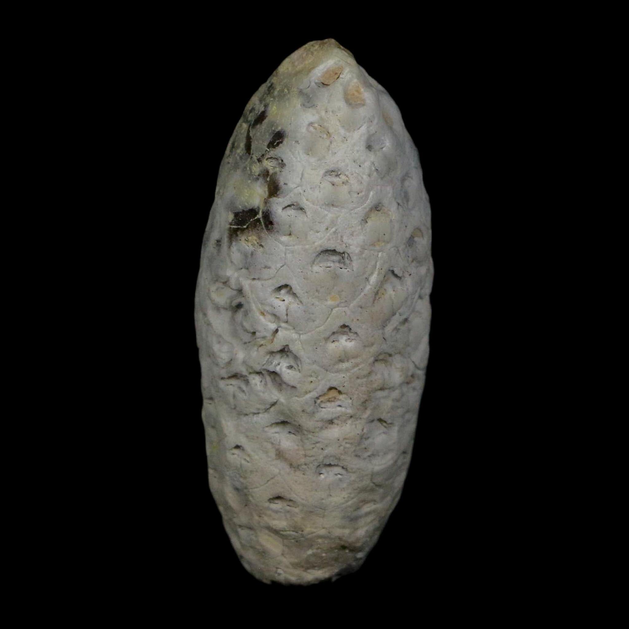 1.7" Fossil Pine Cone Equicalastrobus Replaced By Agate Eocene Age Seeds Fruit - Fossil Age Minerals