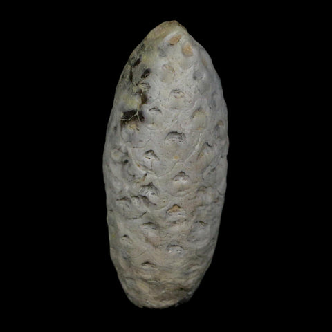 1.7" Fossil Pine Cone Equicalastrobus Replaced By Agate Eocene Age Seeds Fruit