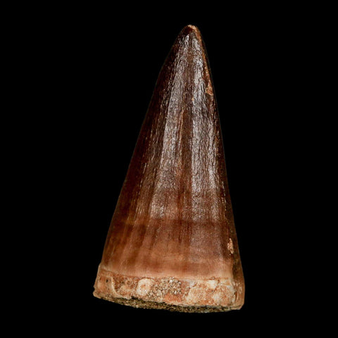 XL 2.2" Mosasaur Prognathodon Fossil Tooth Cretaceous Dinosaur Era COA & Stand