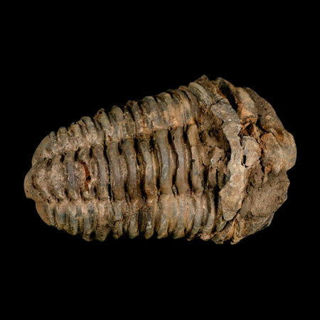 3.4" Flexicalymene Trilobite Fossil Ordovician Age Tazzarine Region Morocco COA