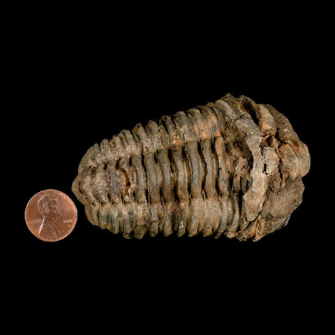 3.4" Flexicalymene Trilobite Fossil Ordovician Age Tazzarine Region Morocco COA - Fossil Age Minerals