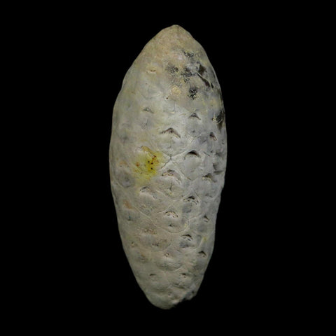 1.7" Fossil Pine Cone Equicalastrobus Replaced By Agate Eocene Age Seeds Fruit