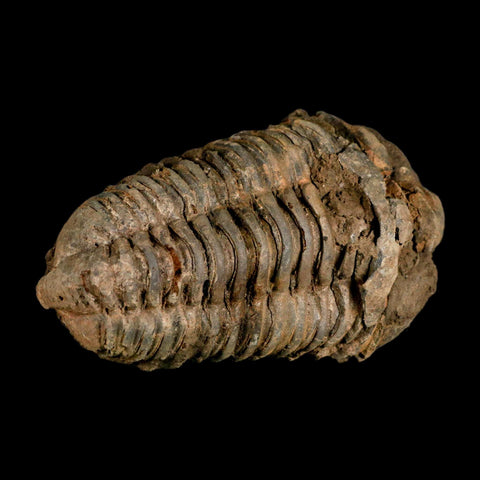 3.4" Flexicalymene Trilobite Fossil Ordovician Age Tazzarine Region Morocco COA - Fossil Age Minerals