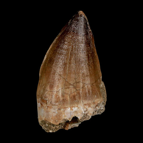 XL 2.3" Mosasaur Prognathodon Fossil Tooth Cretaceous Dinosaur Era COA & Stand