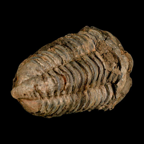 3.4" Flexicalymene Trilobite Fossil Ordovician Age Tazzarine Region Morocco COA - Fossil Age Minerals