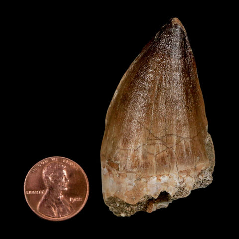 XL 2.3" Mosasaur Prognathodon Fossil Tooth Cretaceous Dinosaur Era COA & Stand