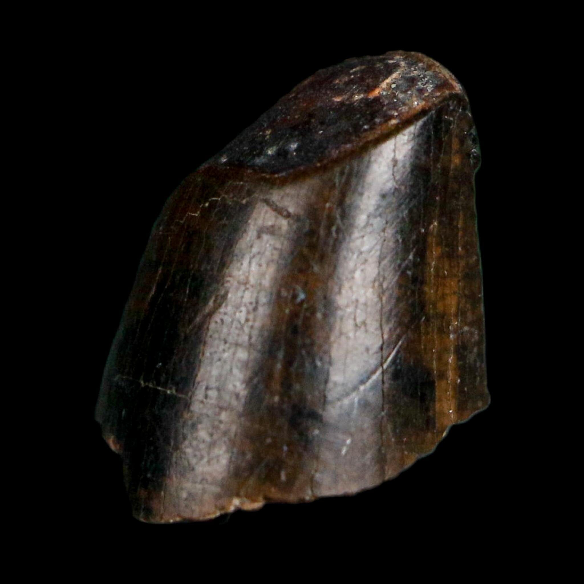 0.4" Tyrannosaurus Rex Fossil Tooth Tip Lance Creek Cretaceous Dinosaur WY COA