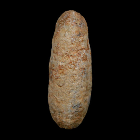 XL 2" Fossil Pine Cone Equicalastrobus Replaced By Agate Eocene Age Seeds Fruit