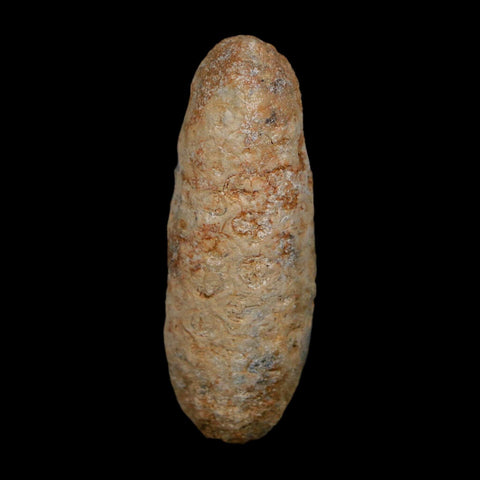 XL 2" Fossil Pine Cone Equicalastrobus Replaced By Agate Eocene Age Seeds Fruit