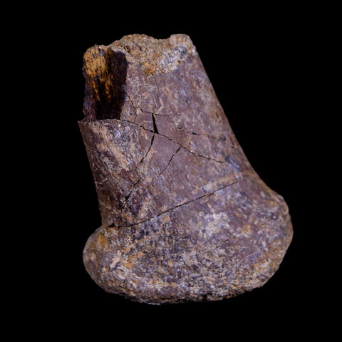 1.8" Corythosaurus Fossil Rib Bone Judith River Cretaceous Dinosaur Montana COA - Fossil Age Minerals